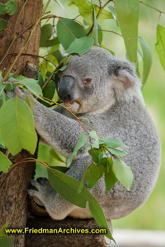 wildlife,australia,tourist,tourism,holiday,icon,trees,